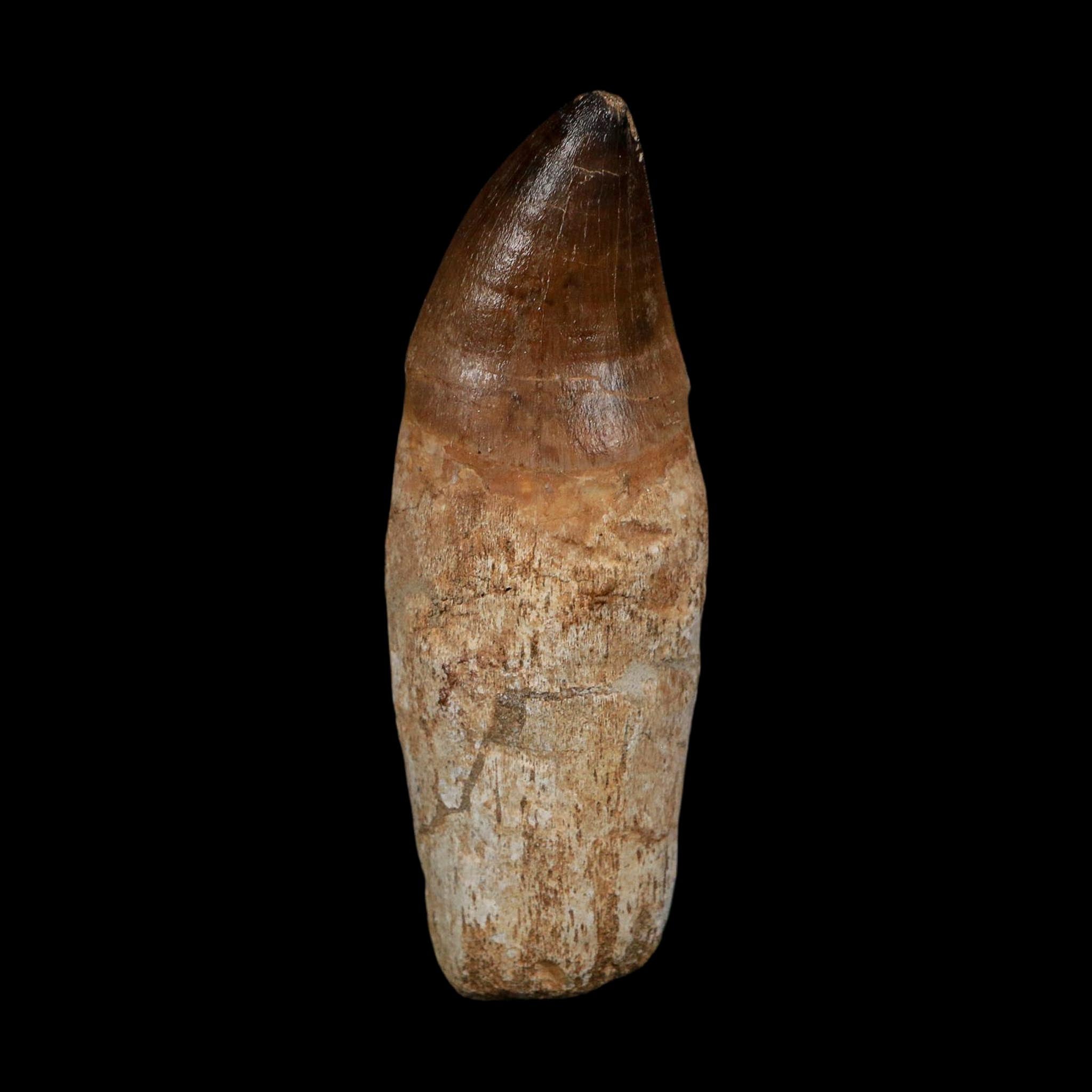 XL 3.8" Mosasaur Prognathodon Fossil Tooth Rooted Cretaceous Dinosaur Era COA