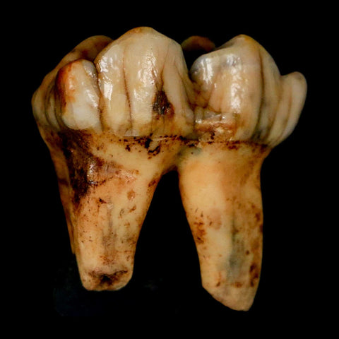 1.3" Extinct Cave Bear Ursus Spelaeus Pre Molar Tooth Rooted Pleistocene Age COA, Stand