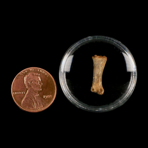 0.6" Dromaeosaurid Raptor Fossil Limb Toe Bone Cretaceous Dinosaur COA, Display