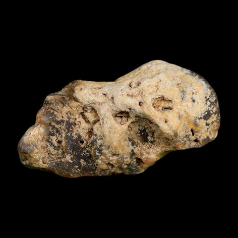 2.8" Agatized Coral Slab Fossil Oligocene and Miocene Epochs Tampa Bay Florida