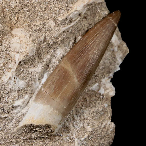 1.7" Plesiosaur Zarafasaura Tooth Fossil In Matrix Cretaceous Dinosaur Era COA - Fossil Age Minerals