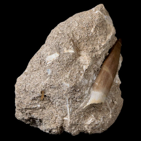 1.7" Plesiosaur Zarafasaura Tooth Fossil In Matrix Cretaceous Dinosaur Era COA - Fossil Age Minerals
