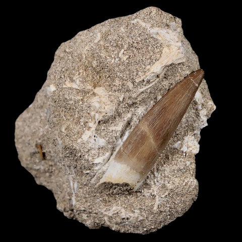 1.7" Plesiosaur Zarafasaura Tooth Fossil In Matrix Cretaceous Dinosaur Era COA - Fossil Age Minerals