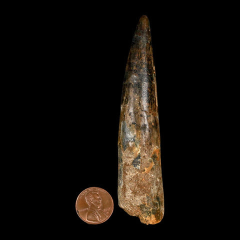 XL 4" Spinosaurus Fossil Tooth 100 Million Years Old Cretaceous Dinosaur COA - Fossil Age Minerals