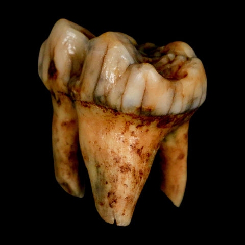 1.3" Extinct Cave Bear Ursus Spelaeus Pre Molar Tooth Rooted Pleistocene Age COA, Stand