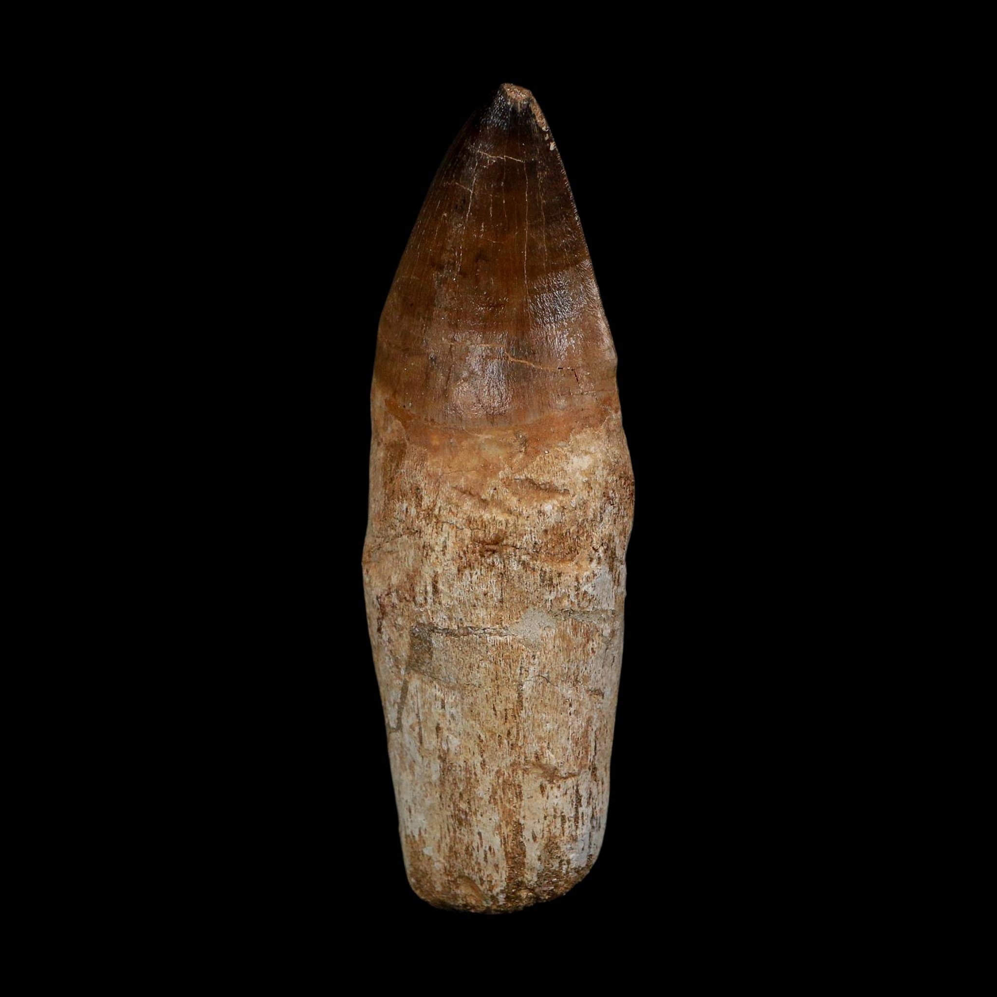 XL 3.8" Mosasaur Prognathodon Fossil Tooth Rooted Cretaceous Dinosaur Era COA