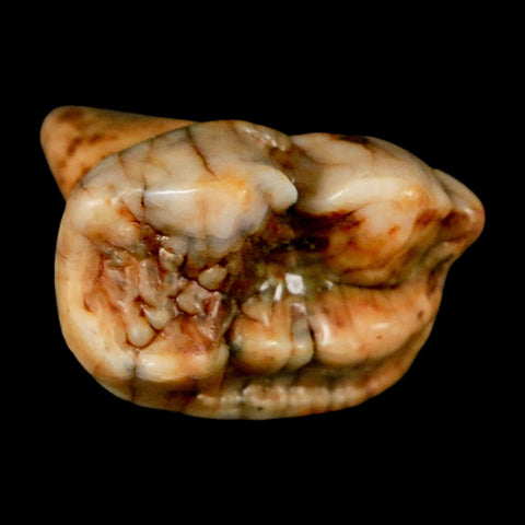 1.3" Extinct Cave Bear Ursus Spelaeus Pre Molar Tooth Rooted Pleistocene Age COA, Stand