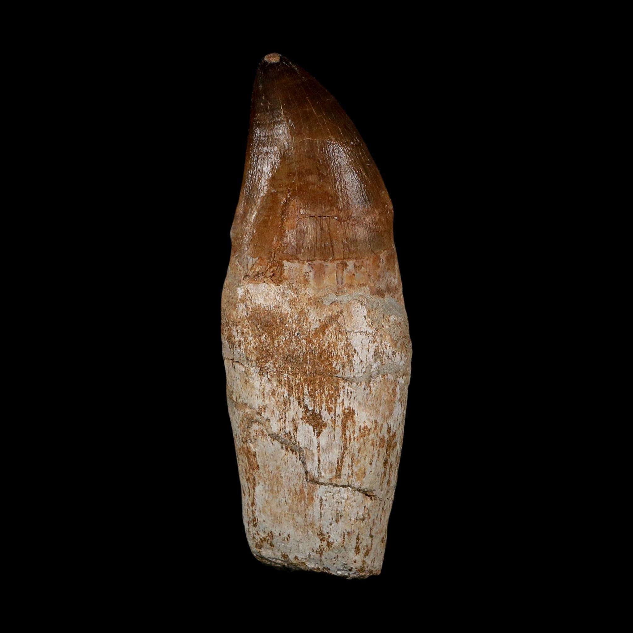 XL 3.8