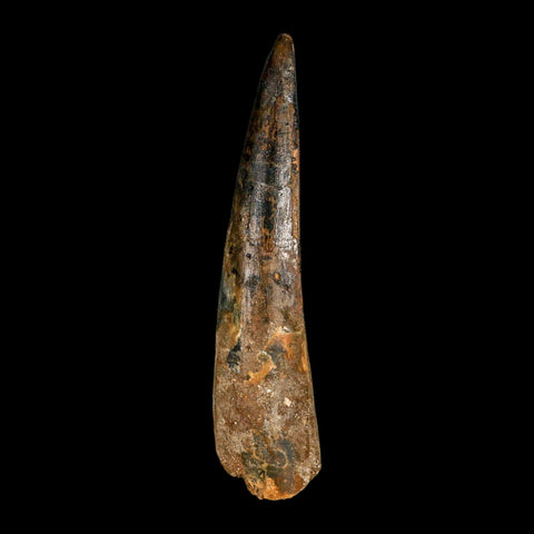 XL 4" Spinosaurus Fossil Tooth 100 Million Years Old Cretaceous Dinosaur COA - Fossil Age Minerals