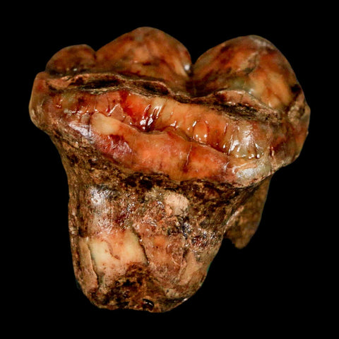 1" Extinct Cave Bear Ursus Spelaeus Pre Molar Tooth Rooted Pleistocene Age COA, Stand