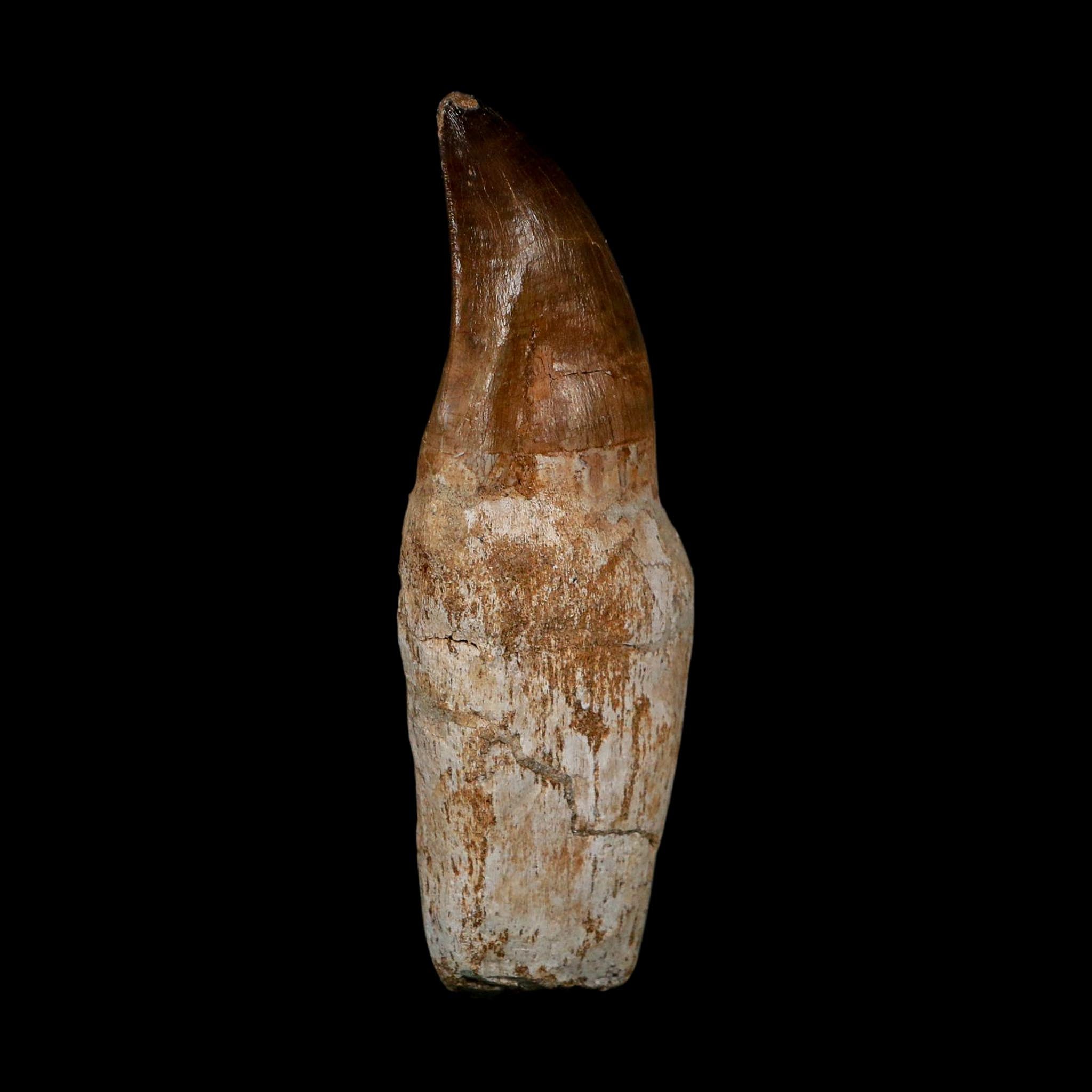 XL 3.8" Mosasaur Prognathodon Fossil Tooth Rooted Cretaceous Dinosaur Era COA
