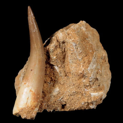 XL 2.2" Plesiosaur Zarafasaura Tooth Fossil In Matrix Cretaceous Dinosaur Era COA - Fossil Age Minerals