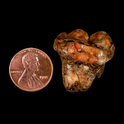 1" Extinct Cave Bear Ursus Spelaeus Pre Molar Tooth Rooted Pleistocene Age COA, Stand
