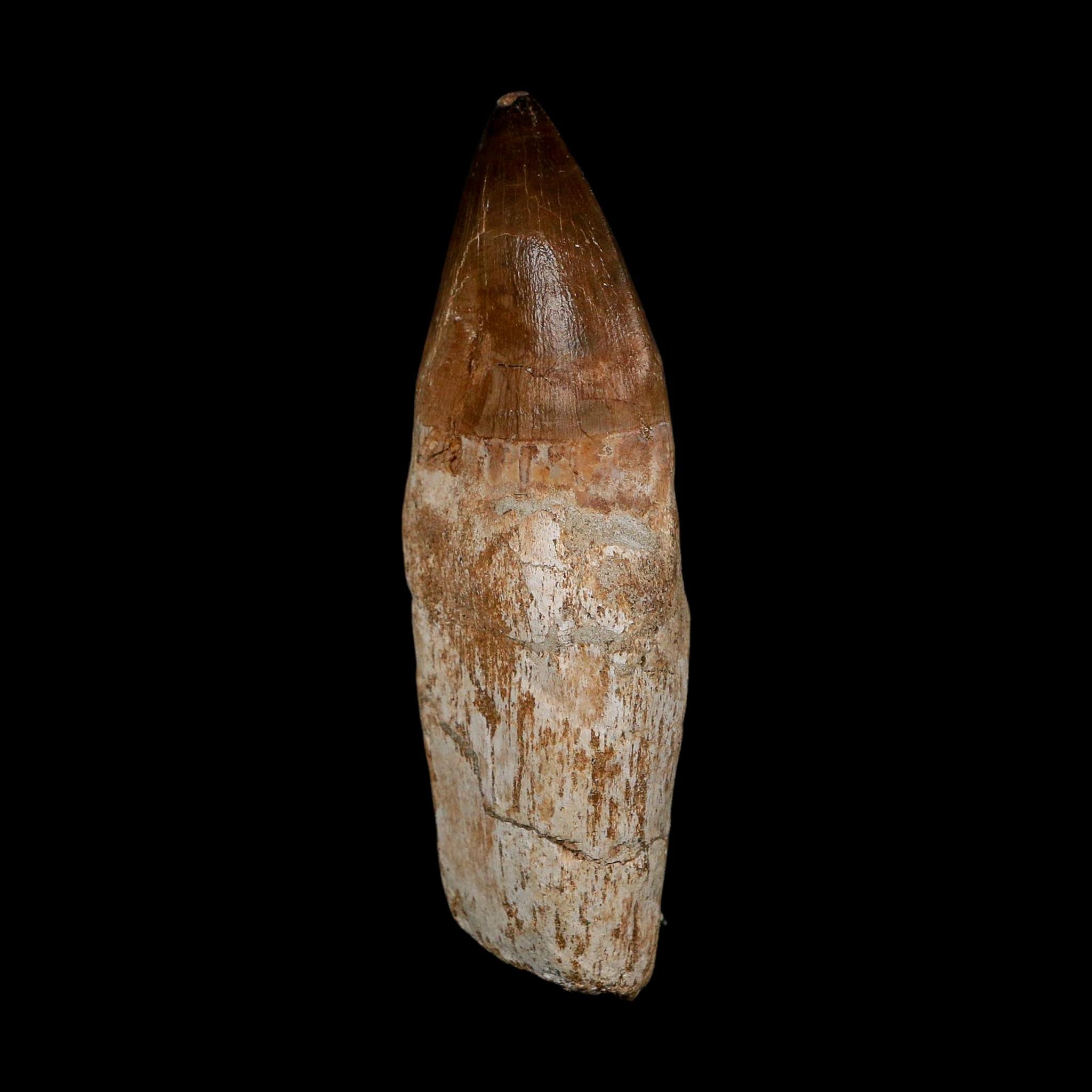 XL 3.8" Mosasaur Prognathodon Fossil Tooth Rooted Cretaceous Dinosaur Era COA