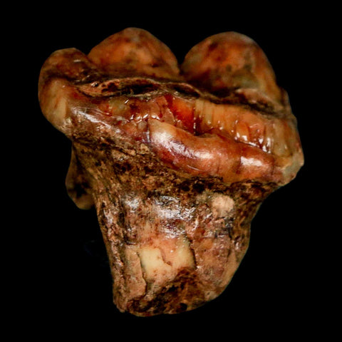 1" Extinct Cave Bear Ursus Spelaeus Pre Molar Tooth Rooted Pleistocene Age COA, Stand