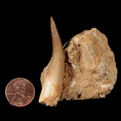 XL 2.2" Plesiosaur Zarafasaura Tooth Fossil In Matrix Cretaceous Dinosaur Era COA - Fossil Age Minerals