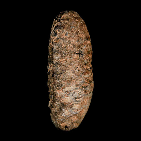 XL 2.1" Fossil Pine Cone Equicalastrobus Replaced By Agate Eocene Age Seeds Fruit