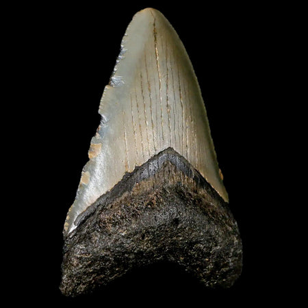 2.6" Quality Megalodon Shark Tooth Serrated Fossil Natural Miocene Age COA