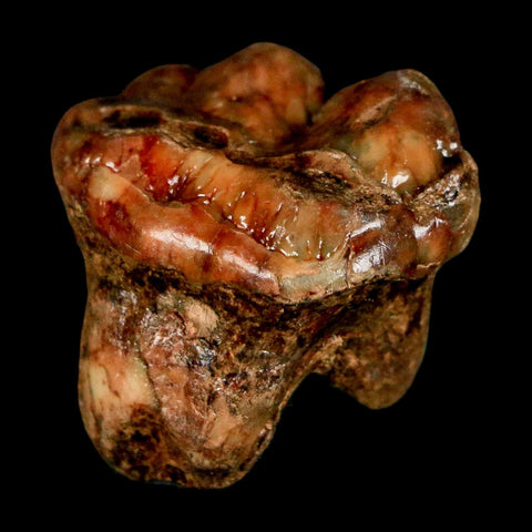 1" Extinct Cave Bear Ursus Spelaeus Pre Molar Tooth Rooted Pleistocene Age COA, Stand