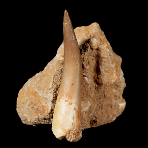 XL 2.2" Plesiosaur Zarafasaura Tooth Fossil In Matrix Cretaceous Dinosaur Era COA - Fossil Age Minerals