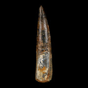 XL 4" Spinosaurus Fossil Tooth 100 Million Years Old Cretaceous Dinosaur COA