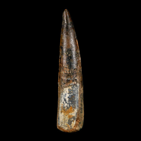 XL 4" Spinosaurus Fossil Tooth 100 Million Years Old Cretaceous Dinosaur COA - Fossil Age Minerals