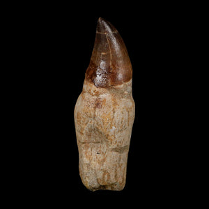 XL 4.5