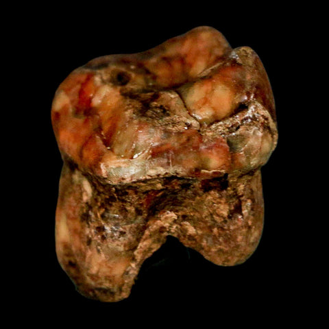 1" Extinct Cave Bear Ursus Spelaeus Pre Molar Tooth Rooted Pleistocene Age COA, Stand