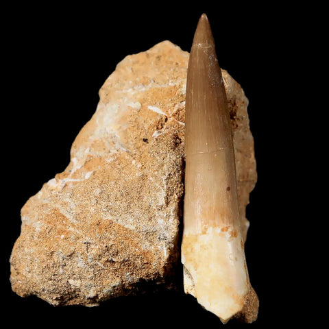 XL 2.2" Plesiosaur Zarafasaura Tooth Fossil In Matrix Cretaceous Dinosaur Era COA - Fossil Age Minerals