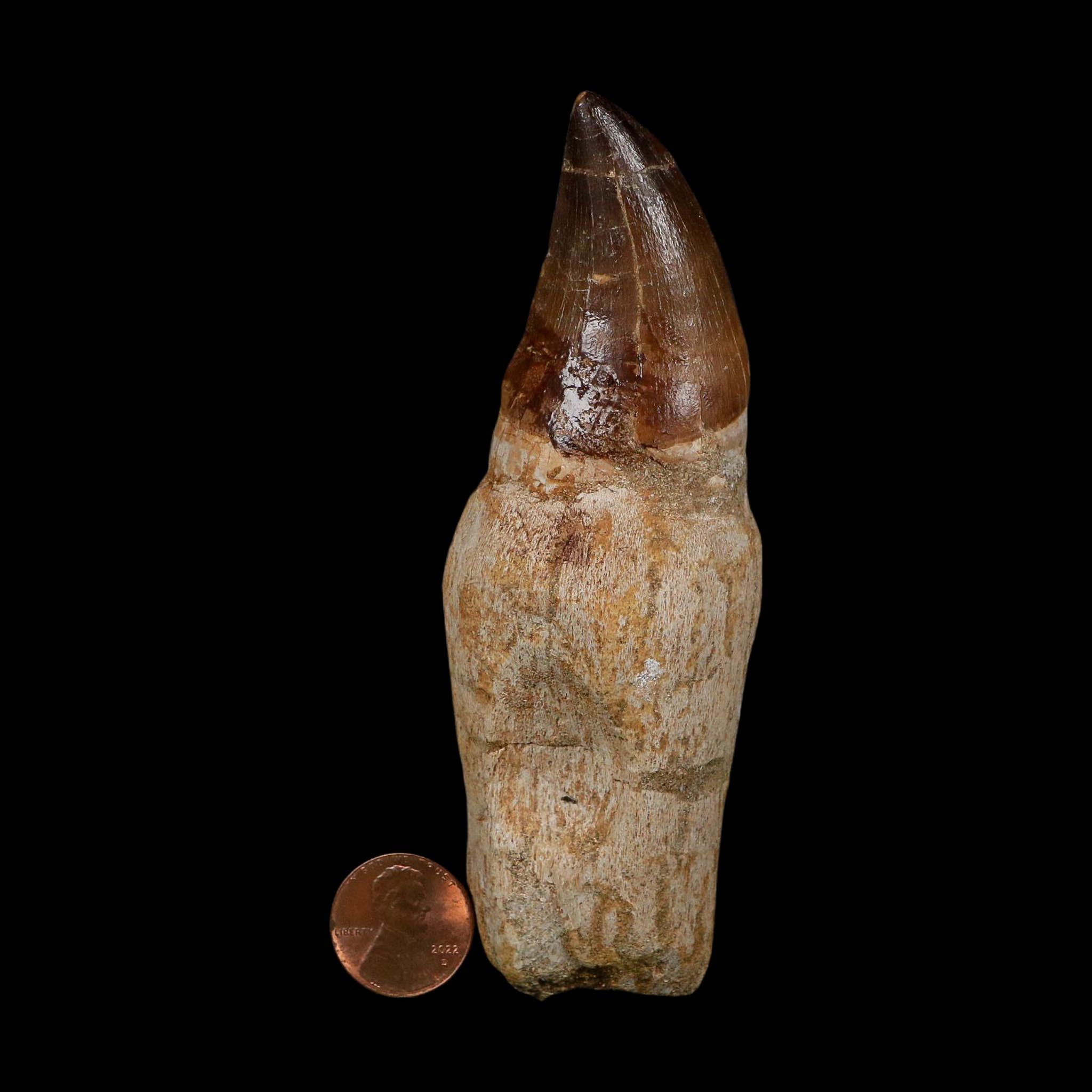XL 4.5" Mosasaur Prognathodon Fossil Tooth Rooted Cretaceous Dinosaur Era COA