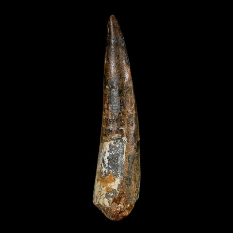 XL 4" Spinosaurus Fossil Tooth 100 Million Years Old Cretaceous Dinosaur COA - Fossil Age Minerals