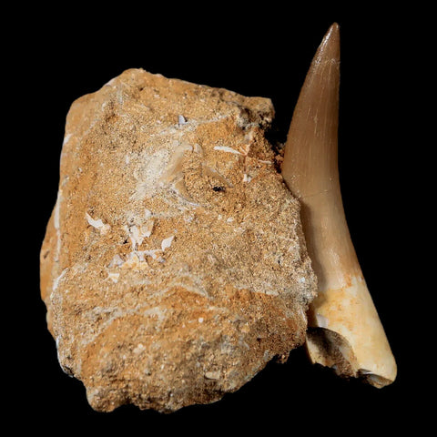 XL 2.2" Plesiosaur Zarafasaura Tooth Fossil In Matrix Cretaceous Dinosaur Era COA - Fossil Age Minerals