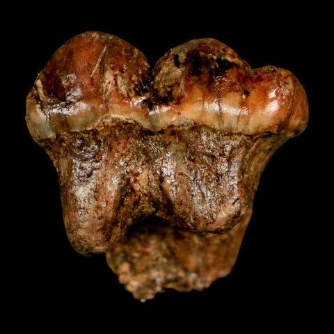 1" Extinct Cave Bear Ursus Spelaeus Pre Molar Tooth Rooted Pleistocene Age COA, Stand