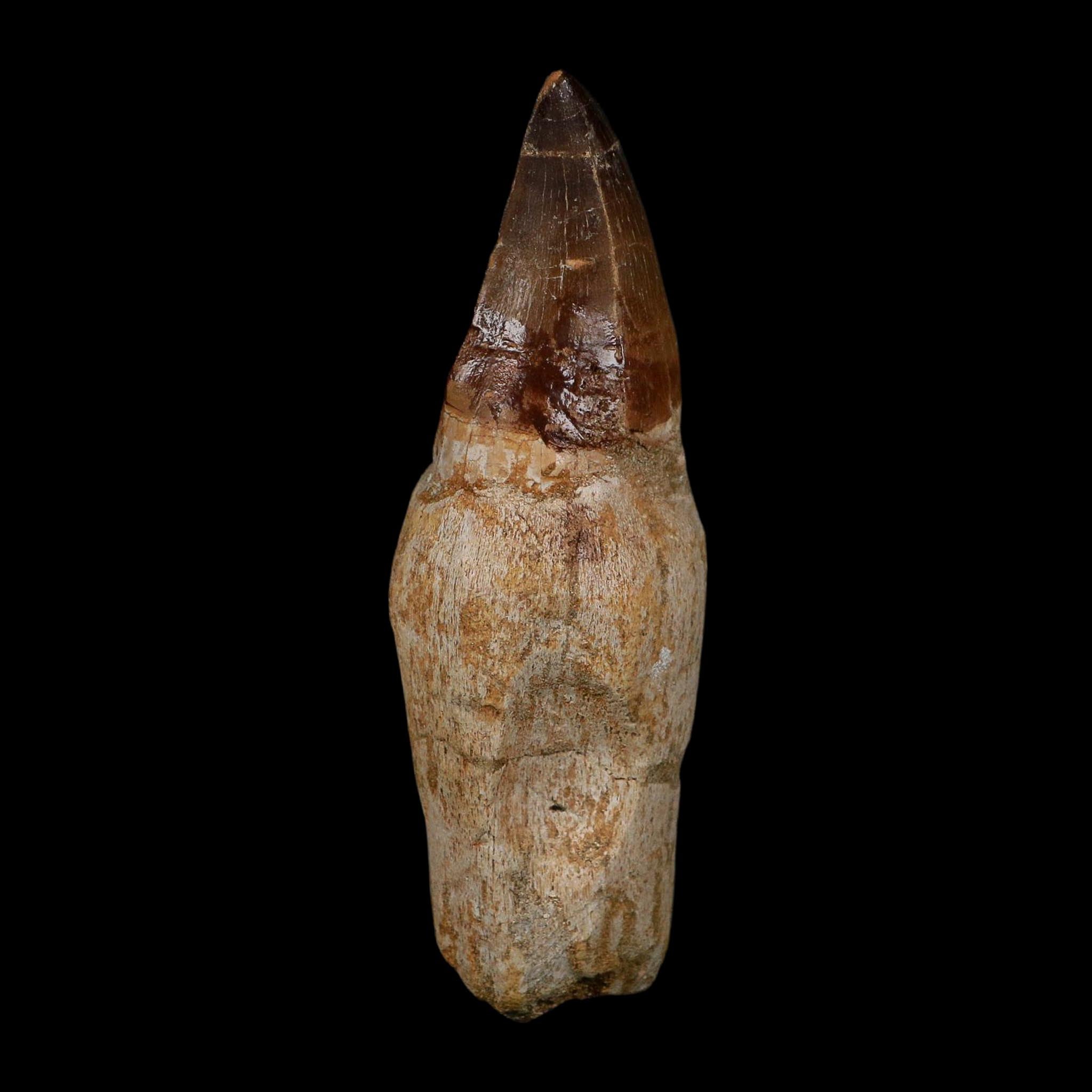 XL 4.5" Mosasaur Prognathodon Fossil Tooth Rooted Cretaceous Dinosaur Era COA
