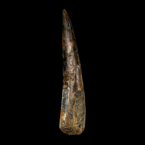 XL 4" Spinosaurus Fossil Tooth 100 Million Years Old Cretaceous Dinosaur COA - Fossil Age Minerals