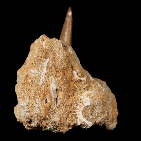 XL 2.2" Plesiosaur Zarafasaura Tooth Fossil In Matrix Cretaceous Dinosaur Era COA - Fossil Age Minerals