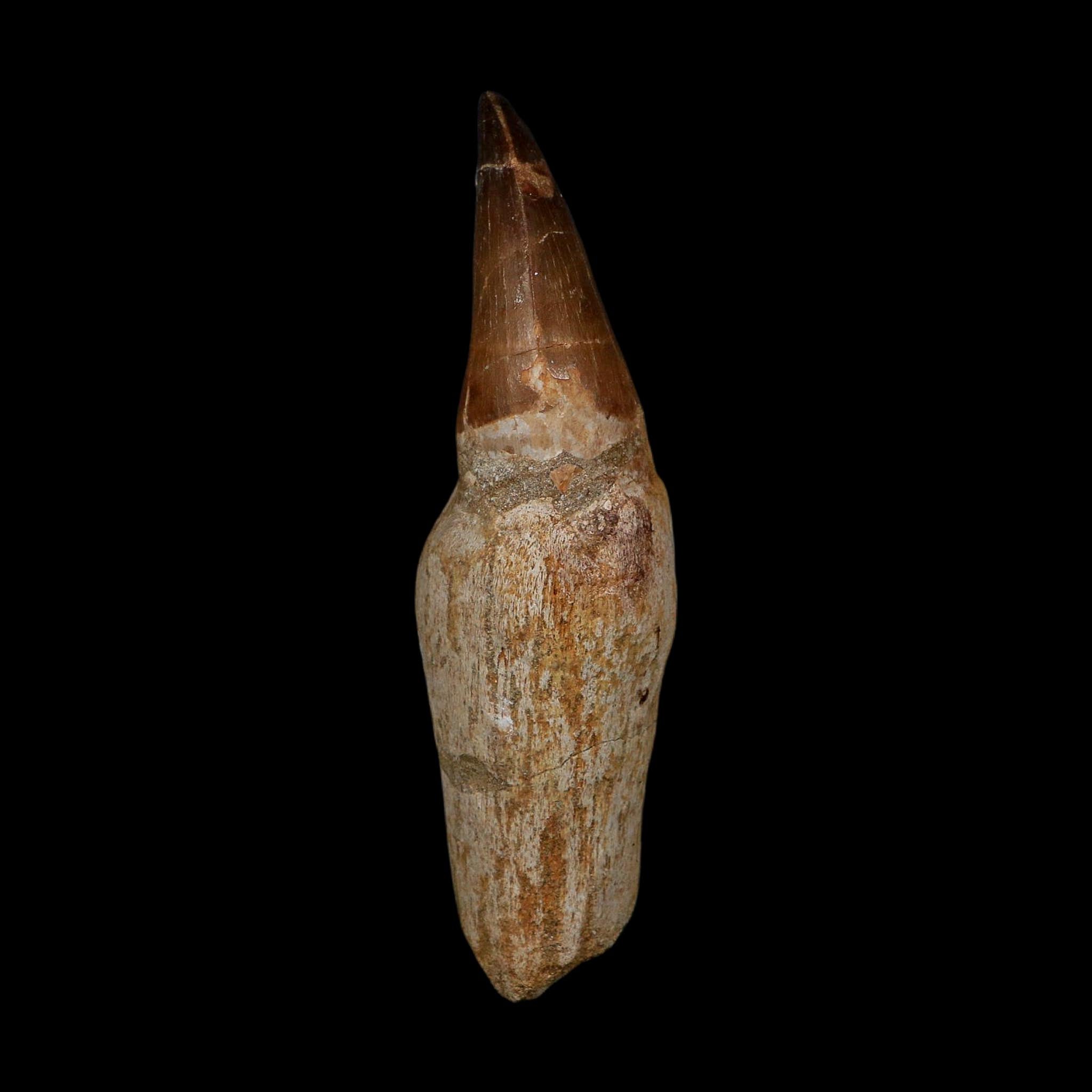 XL 4.5" Mosasaur Prognathodon Fossil Tooth Rooted Cretaceous Dinosaur Era COA
