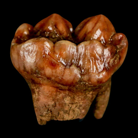 1.2" Extinct Cave Bear Ursus Spelaeus Pre Molar Tooth Rooted Pleistocene Age COA, Stand