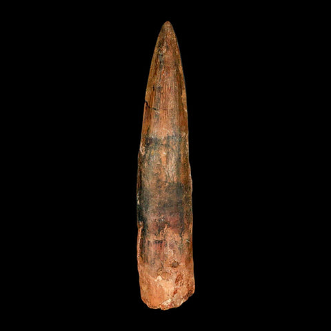 XL 4.2" Spinosaurus Fossil Tooth 100 Million Years Old Cretaceous Dinosaur COA - Fossil Age Minerals