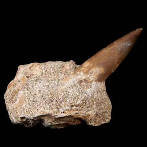 1.4" Plesiosaur Zarafasaura Tooth Fossil In Matrix Cretaceous Dinosaur Era COA - Fossil Age Minerals