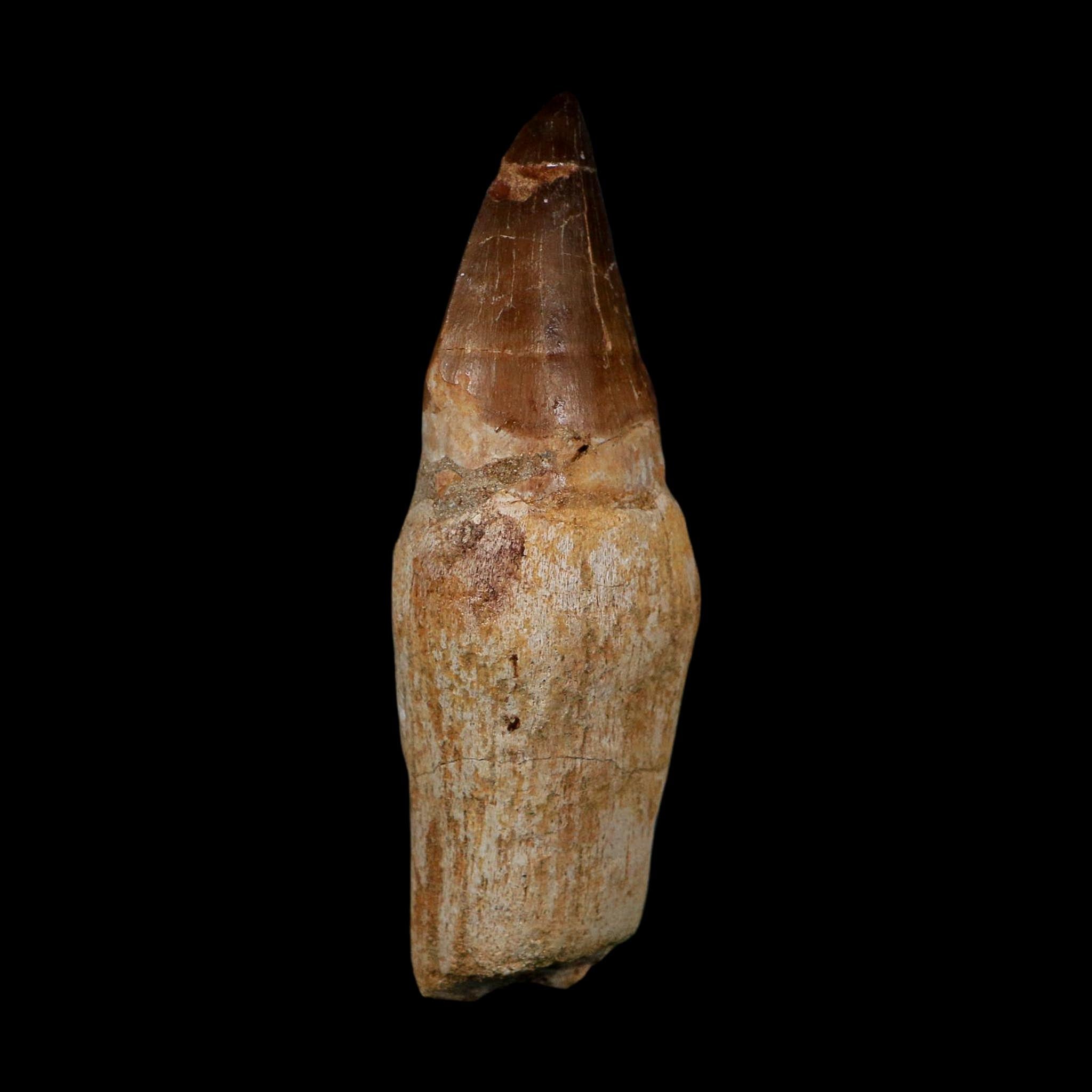 XL 4.5" Mosasaur Prognathodon Fossil Tooth Rooted Cretaceous Dinosaur Era COA