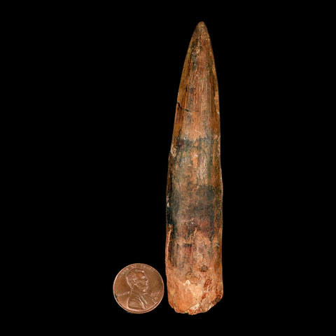 XL 4.2" Spinosaurus Fossil Tooth 100 Million Years Old Cretaceous Dinosaur COA - Fossil Age Minerals