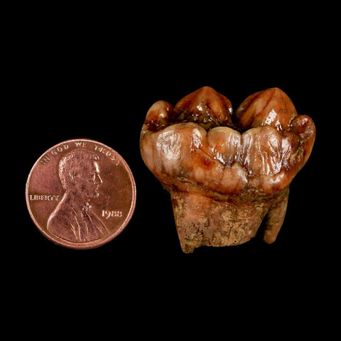 1.2" Extinct Cave Bear Ursus Spelaeus Pre Molar Tooth Rooted Pleistocene Age COA, Stand