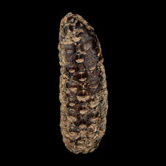 Fossil Plant Collection