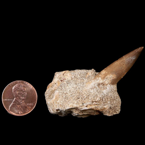 1.4" Plesiosaur Zarafasaura Tooth Fossil In Matrix Cretaceous Dinosaur Era COA - Fossil Age Minerals