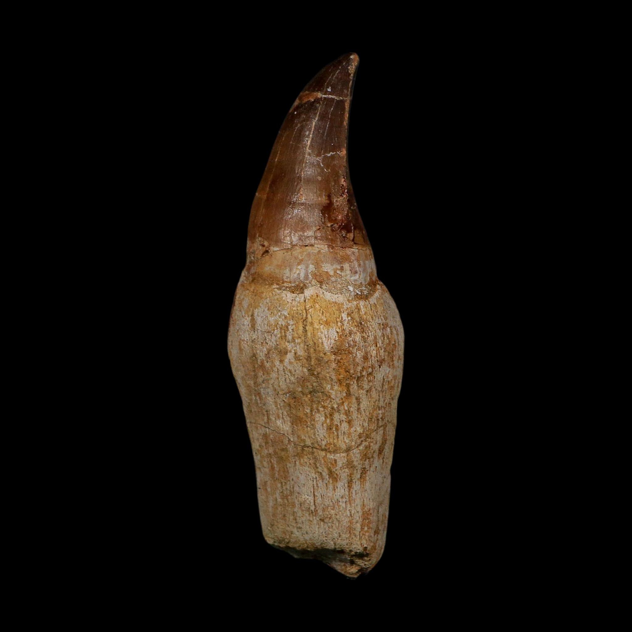 XL 4.5" Mosasaur Prognathodon Fossil Tooth Rooted Cretaceous Dinosaur Era COA