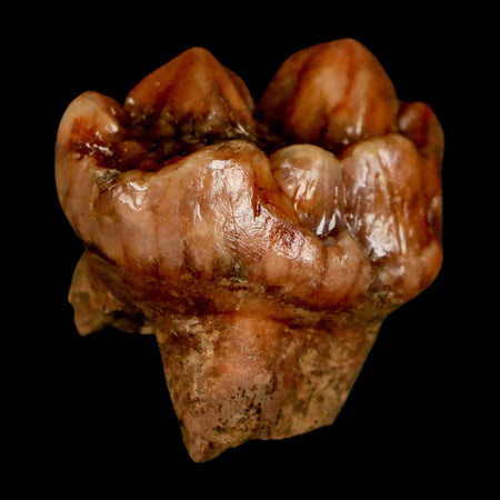 1.2" Extinct Cave Bear Ursus Spelaeus Pre Molar Tooth Rooted Pleistocene Age COA, Stand