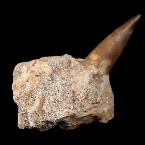1.4" Plesiosaur Zarafasaura Tooth Fossil In Matrix Cretaceous Dinosaur Era COA - Fossil Age Minerals