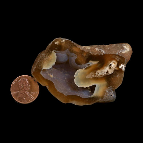 2.6" Agatized Coral Slab Fossil Oligocene and Miocene Epochs Tampa Bay Florida