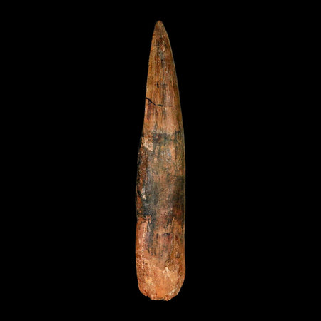 XL 4.2" Spinosaurus Fossil Tooth 100 Million Years Old Cretaceous Dinosaur COA